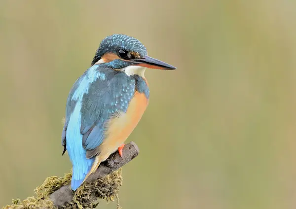 Kingfisher Alcedo Atthis Perched Profile Log Looking Water Alcedo Atthis — Stockfoto