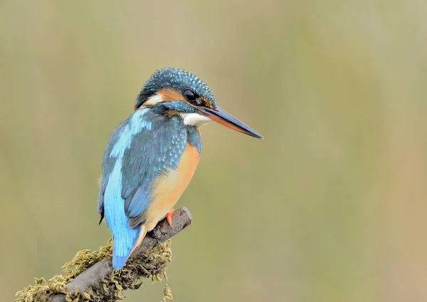 Kingfisher Alcedo Atthis Perched Profile Log Looking Water Alcedo Atthis — Stock fotografie