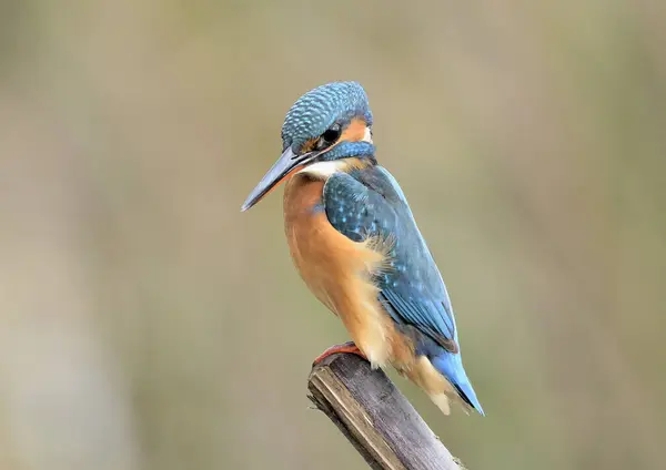 Kingfisher Alcedo Atthis Perched Log Alcedo Atthis — Stock fotografie