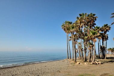 Tropikal palmiye ağaçlarından oluşan güzel kum vahası Marbella plajı.
