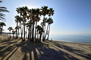 Tropikal palmiye ağaçlarından oluşan güzel kum vahası Marbella plajı.