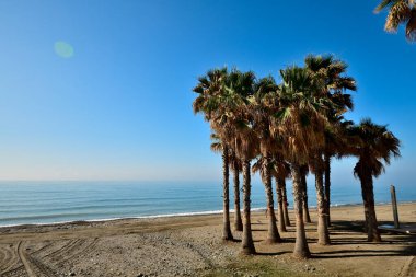 Tropikal palmiye ağaçlarından oluşan güzel kum vahası Marbella plajı.