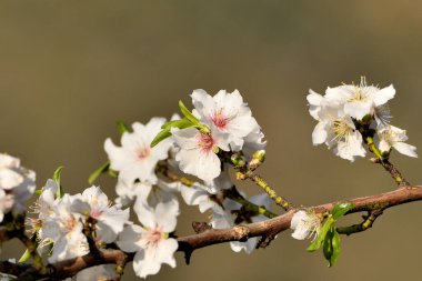 Bahçede güzel beyaz badem çiçekleri