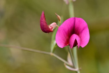 yeşil saplı mor orkide