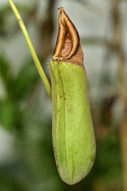 Tropik sürahi bitkisi, (nepenthes mirabilis)