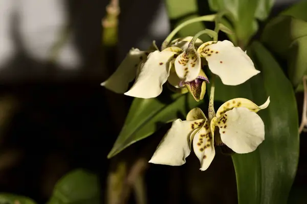 Červená Orchidej Detailu Zelenými Listy — Stock fotografie
