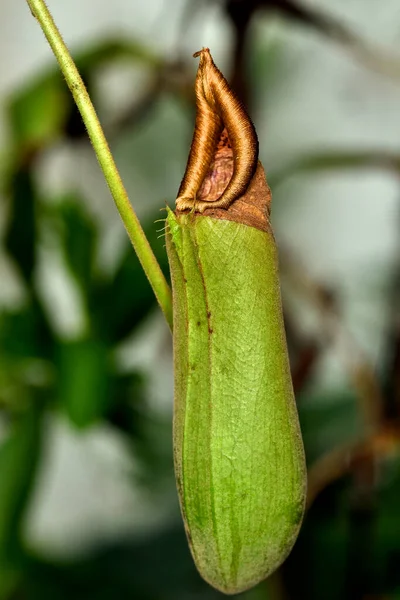 Тропическое Растение Кувшина Nepenthes Mirabilis — стоковое фото