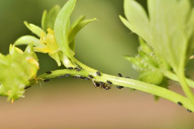 Yeşil bir bitkinin üzerindeki yaprak bitleri ve karıncalar ortak yaşam sergiliyorlar