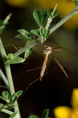 dev Avrupa tilupa stilt yeşil yapraklı bir gövde üzerinde