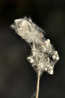 Vahşi bir bitkinin üzerindeki çalı örümcek ağı