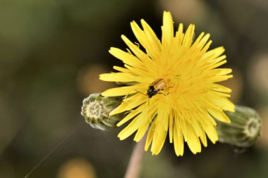 Çiçekli karahindiba bitkisindeki uğur böceği.