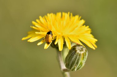 Çiçekli karahindiba bitkisindeki uğur böceği.