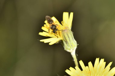 Bal arısı polen sarı bir çiçek toplama