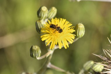 Bal arısı polen sarı bir çiçek toplama