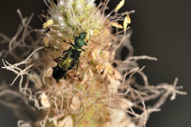 Kuru bir çalılıkta çiftleşen böcekler.
