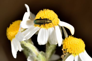 Sarı ve beyaz papatyadaki böcek.
