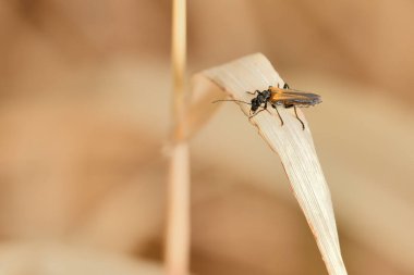 Yazın başında kuru bir yaprağın üzerindeki böcek.
