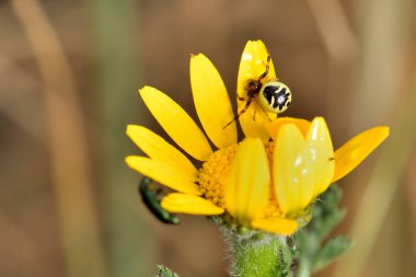 Napolyon örümceği sarı papatya üzerinde başka bir böceği takip ediyor.