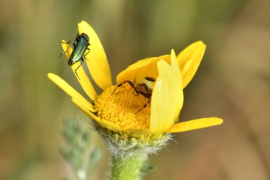 Napolyon örümceği sarı papatya üzerinde başka bir böceği takip ediyor.