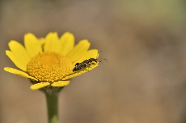 Böcek oedemera flavipes sarı bir çiçek üzerinde