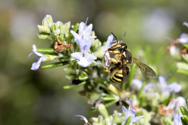 Biberiye çiçeğinin üzerindeki sarı arı. Anthidiellum strigatum.