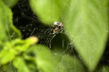 Kapana kısılmış avıyla örümcek ağı