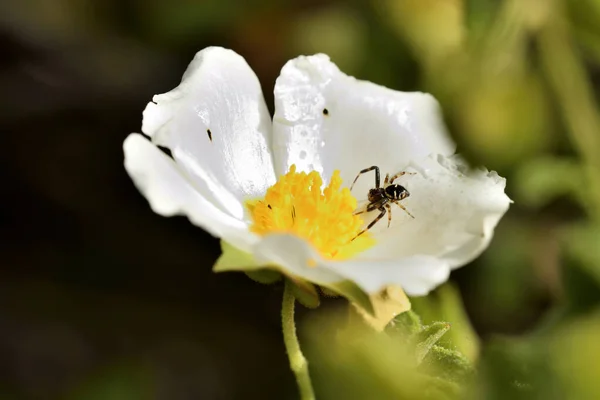 jumping spider on a white and yellow flower