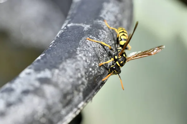 European wasp on the edge of a flower pot