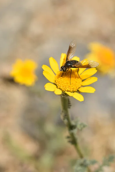 bee fly taking nectar from a dandelion flower