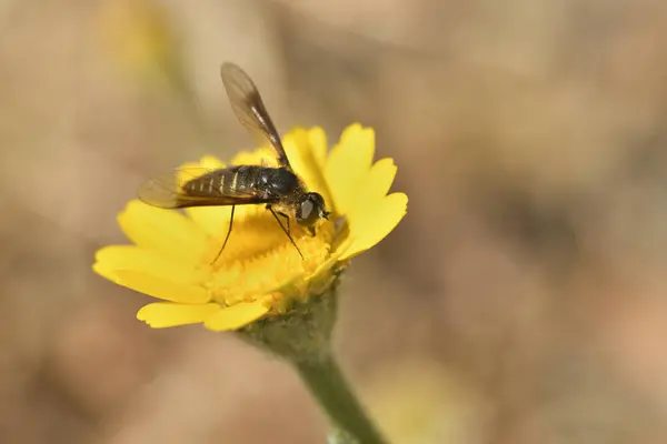 bee fly taking nectar from a dandelion flower