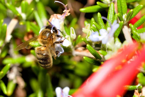honey bee extracting nectar from a rosemary flower (apis mellfera)