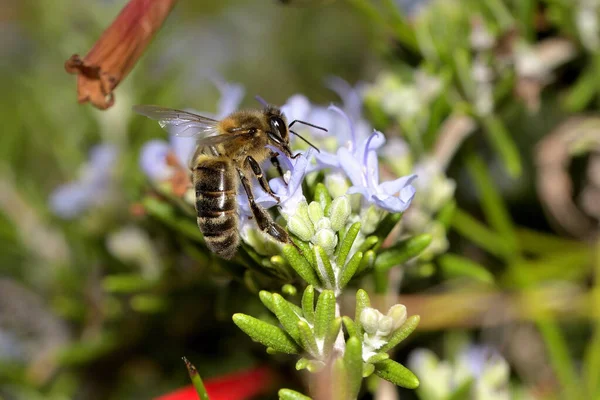 honey bee extracting nectar from a rosemary flower (apis mellifera)