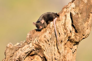 Açık yeşil arka planı olan eski bir günlük üzerinde alan faresi (Mus musculus)