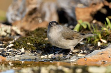 male blackcap drinking pond water (Sylvia atricapilla)