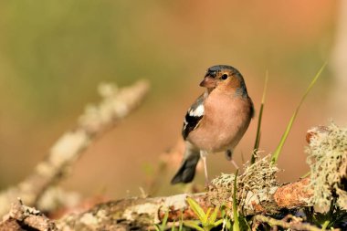 adult male finch perched on a branch with moss (Fringilla coelebs)