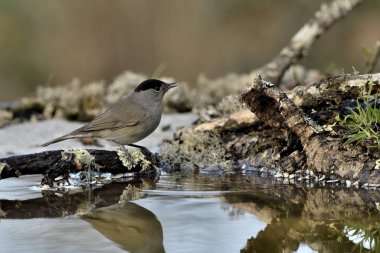 male blackcap perched on a branch at the edge of clear, clean water pond (Sylvia atricapilla)