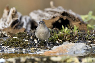 male blackcap on the ground with moss (Sylvia atricapilla)