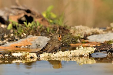 Avrupa bülbülü parkta banyo yapıyor (Erithacus rubecula)