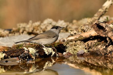 male blackcap perched on a branch with moss and lichen next to the pond (Sylvia atricapilla)
