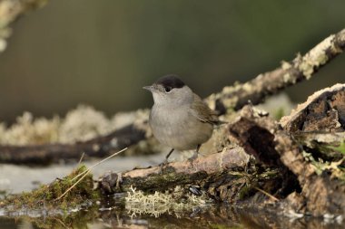male blackcap perched on a branch with moss and lichen (Sylvia atricapilla)