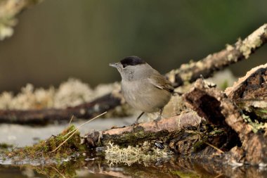 male blackcap perched on a branch with moss and lichen (Sylvia atricapilla)