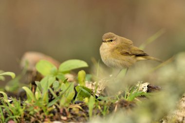 common chiffchaff perched on the ground with green vegetation (Phylloscopus collybita) 