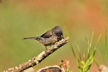 blackcap drying its plumage on a branch after bathing (Sylvia atricapilla)