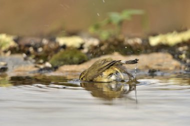 common chiffchaff bathing and drinking in the pond (Phylloscopus collybita) 