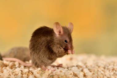 Renkli arka planı olan camdan bir kafeste sıradan bir fare (Mus musculus)