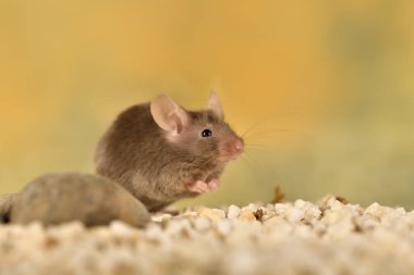 Renkli arka planı olan camdan bir kafeste sıradan bir fare (Mus musculus)