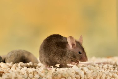 Renkli arka planı olan camdan bir kafeste sıradan bir fare (Mus musculus)