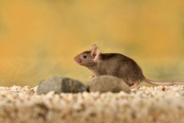 Renkli arka planı olan camdan bir kafeste sıradan bir fare (Mus musculus)