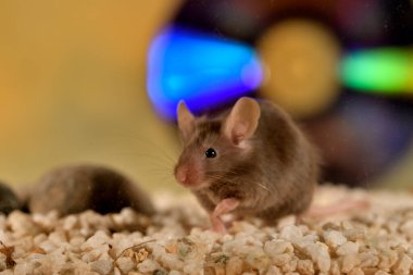 Renkli arka planı olan camdan bir kafeste sıradan bir fare (Mus musculus)