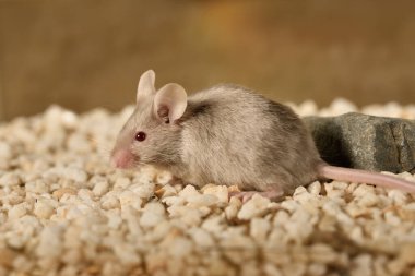 Renkli arka planı olan camdan bir kafeste sıradan bir fare (Mus musculus)